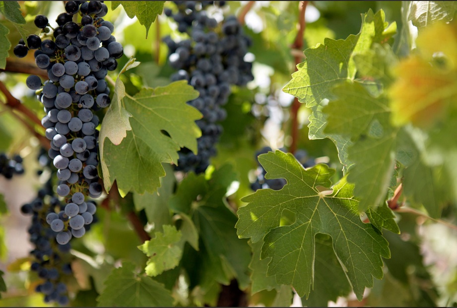 Redbank Winery, vineyard